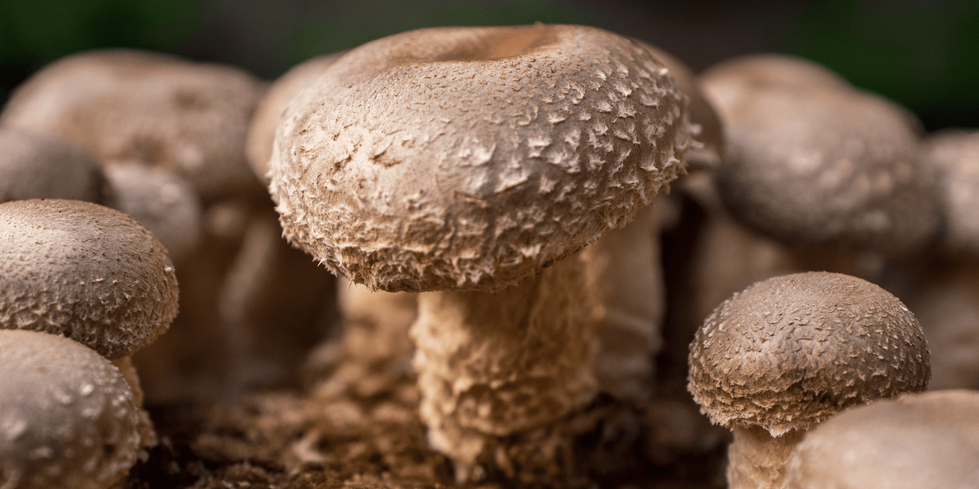 Mushroom Fruiting Bodies