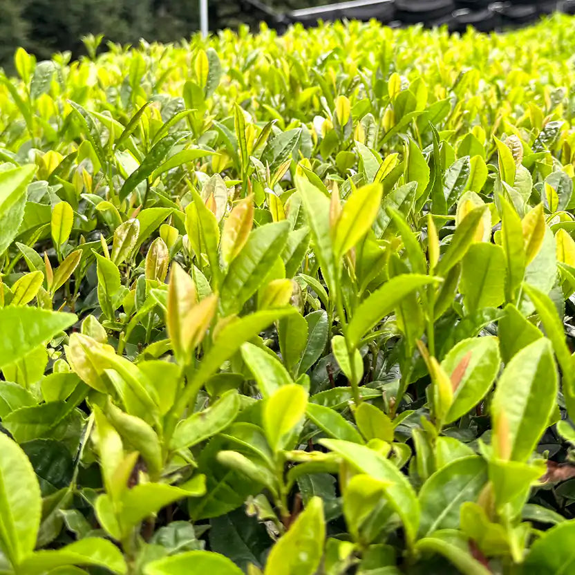 Close-up of a dense hedge of green tea plants with bright yellow-green new leaves.